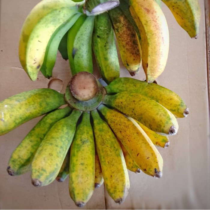 Bibit Pisang Raja Bulu