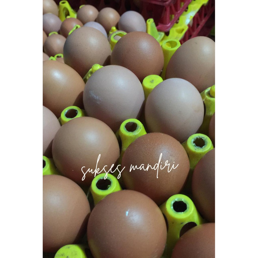 

TELOR AYAM NEGRI 1KG