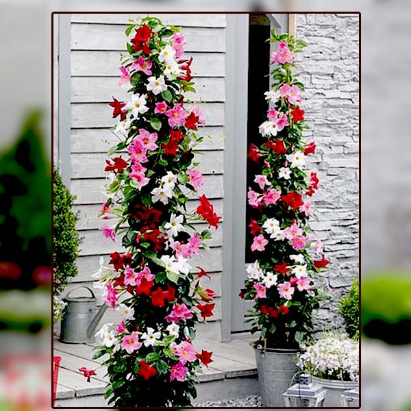 tanaman hias bunga mandavila putih bunga hidup rambat hiasan depan rumah dan taman outdoor cod