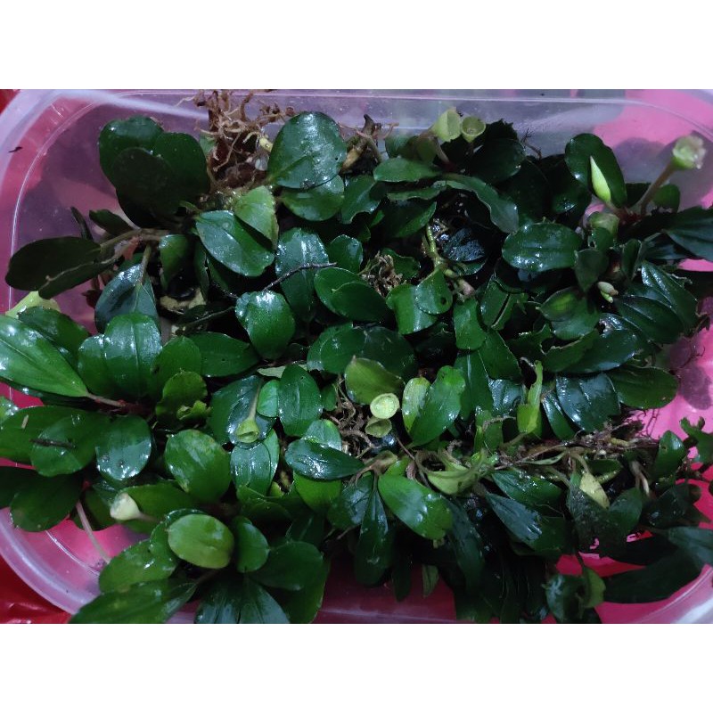 Bucephalandra medium