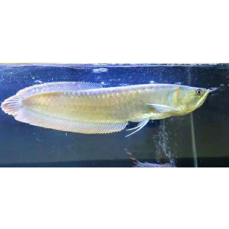 Ikan arwana silver red 40cm