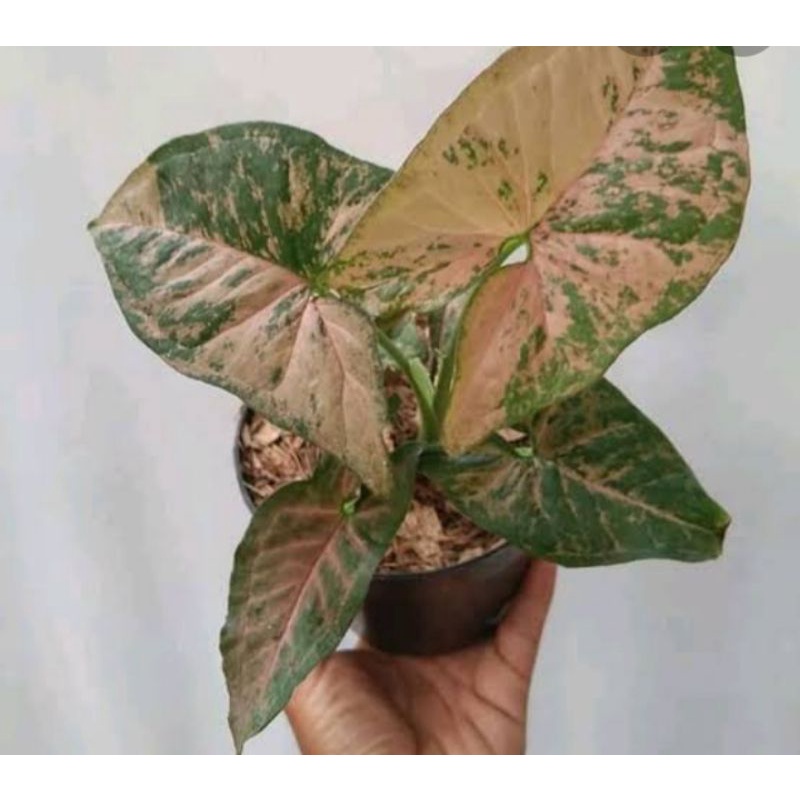 syngonium pink flecked