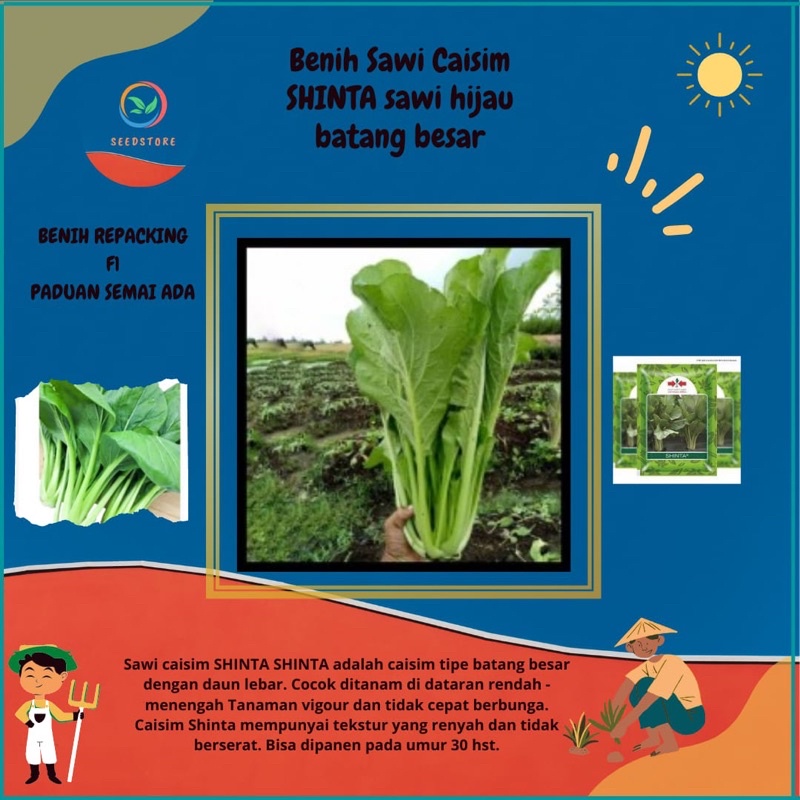 Jual 150 Benih Biji Sayur Sawi Caisim Shinta Sawi Batang Besar