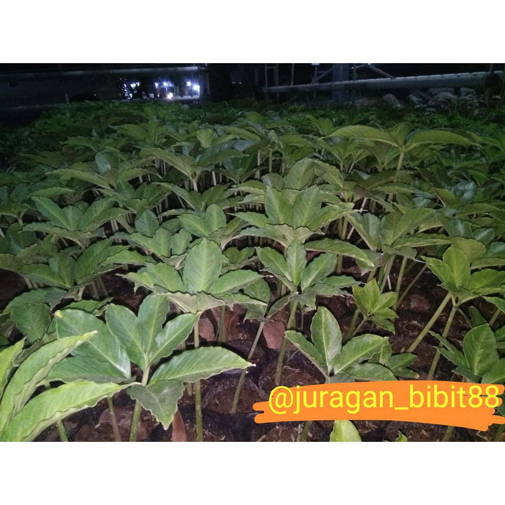 BIBIT PORANG KATAK POLYBAG