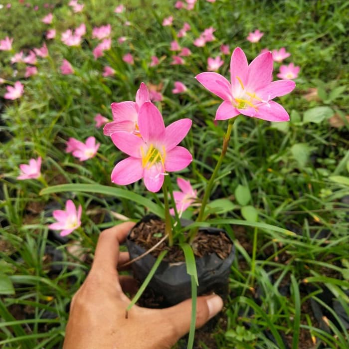 TANAMAN HIAS KUCAI TULIP BUNGA PINK / POHON HIAS KUCAI TULIP BUNGA PINK / KUCAI TULIP BUNGA PINK