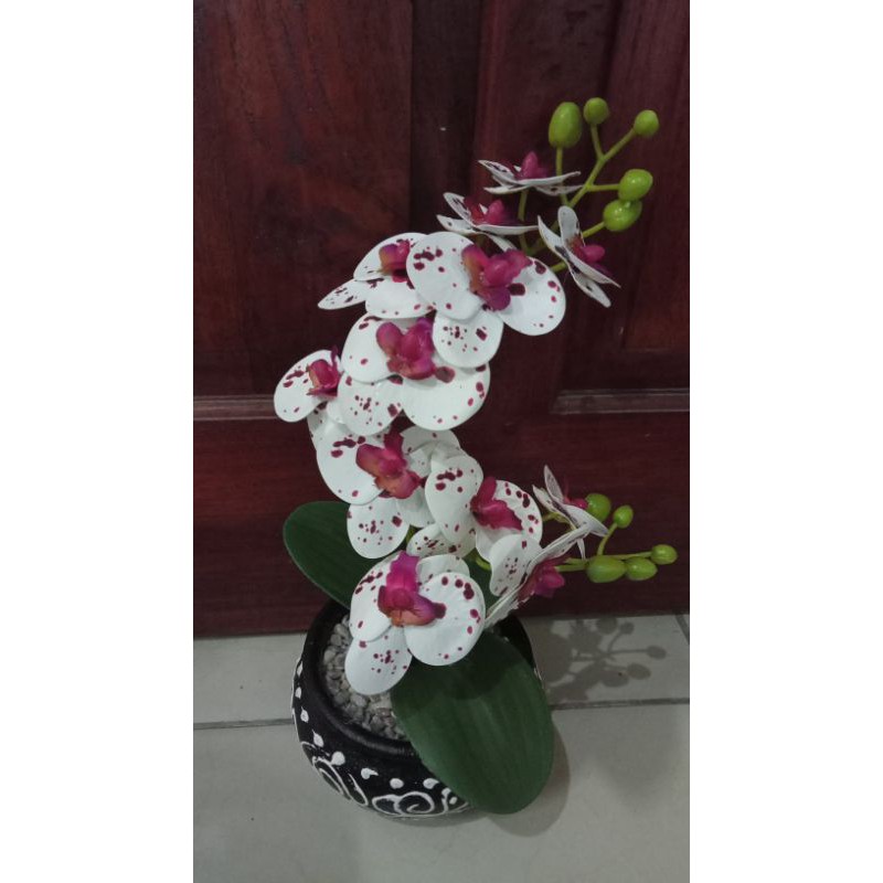 anggrek latek pot gerabah