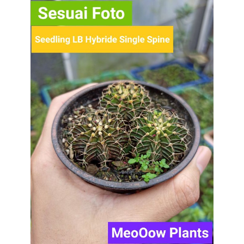 Kaktus LB Hybrid Single Spine