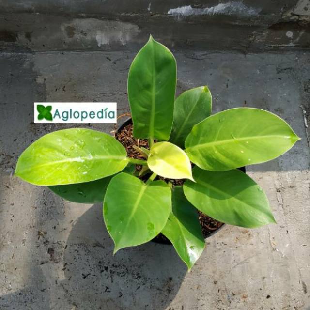 Tanaman Hias Philo Lemon Philodendron Moonlight Shopee Indonesia