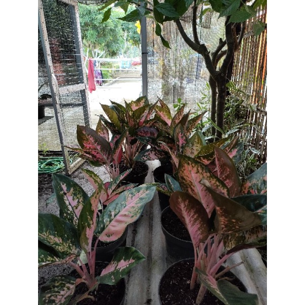 kochin paramuay induk