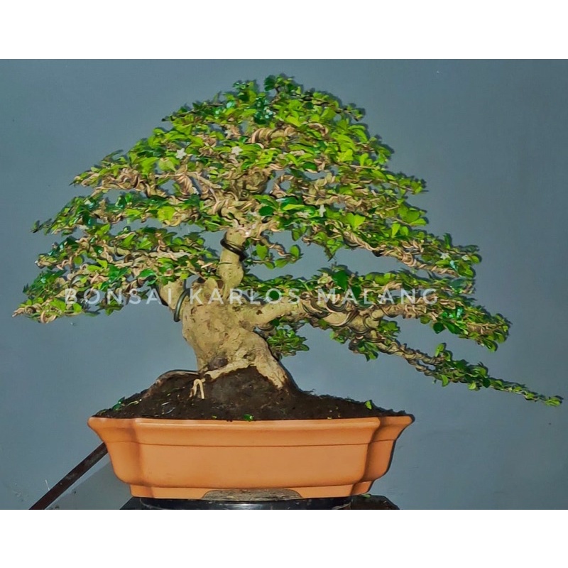 Sold. Bonsai Hokiantea( Carmona microphylla).Size medium