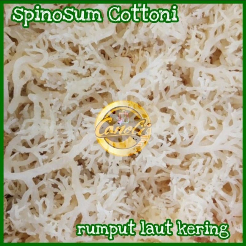 rumput laut / spinosum cottoni / premium / kering