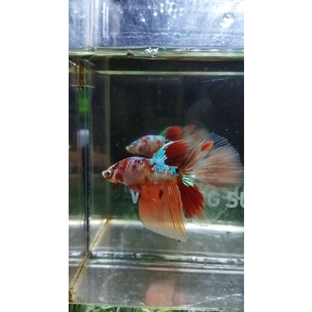 CUPANG HALFMOON/HM NEMO MULTICOLOR 100%REALPICT-SESUAI FOTO