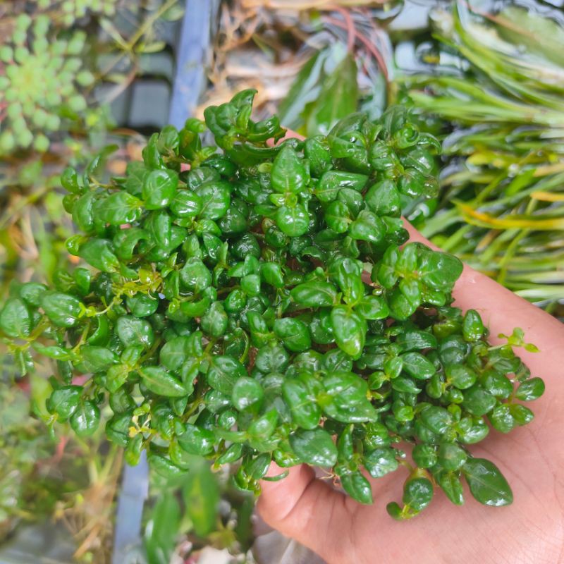 angguran tanaman paludarium