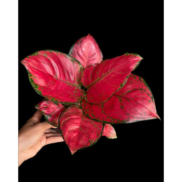 Aglonema red Anja paket 2 pohon daun 7-8-9 Size Dewasa/Besar