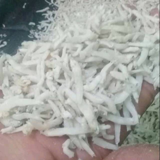 

Ikan Teri Nasi