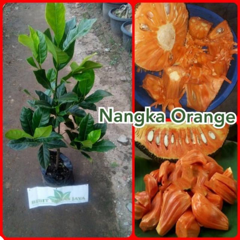 Bibit nangka orange