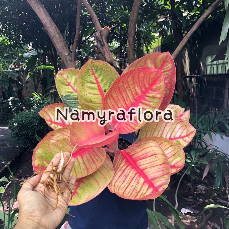 bonggol aglonema goliath merah jumbo