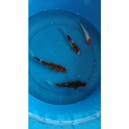 Koi goromo ukuran 20cm