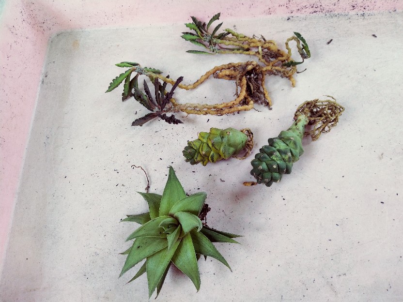 Tanaman Kaktus Dan Sekulen Euforbhia Decaryii