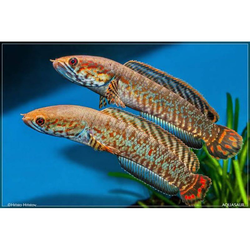 BLEHERI RAINBOW GRADE A