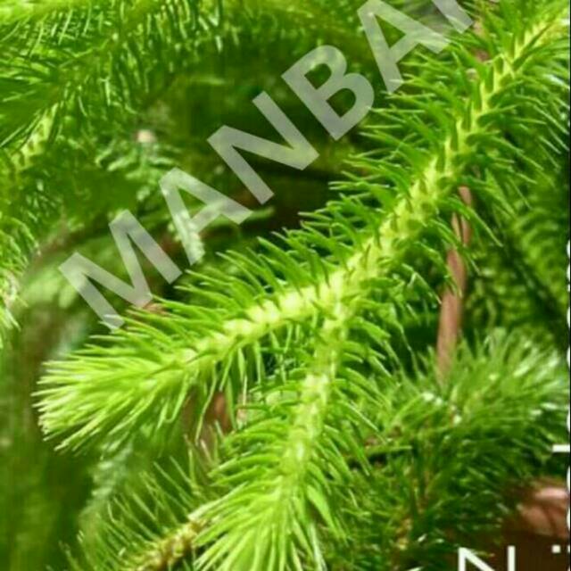 Anggrek ekor monyet rumpai ekor monyet kumpai ekor monyet