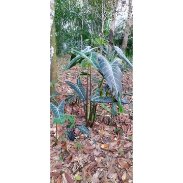 alocasia longiloba