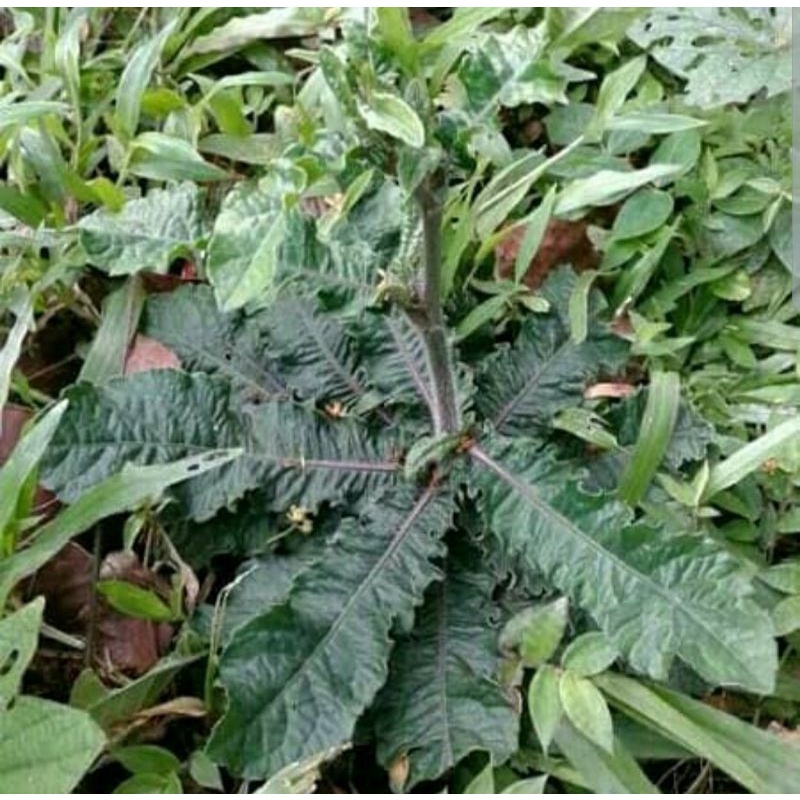 

rumput tapak liman tapak leman segar 1kg