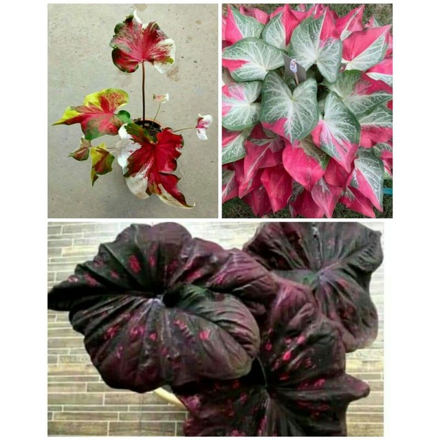 3 paket tanaman hias umbi caladium thailand keladi hias