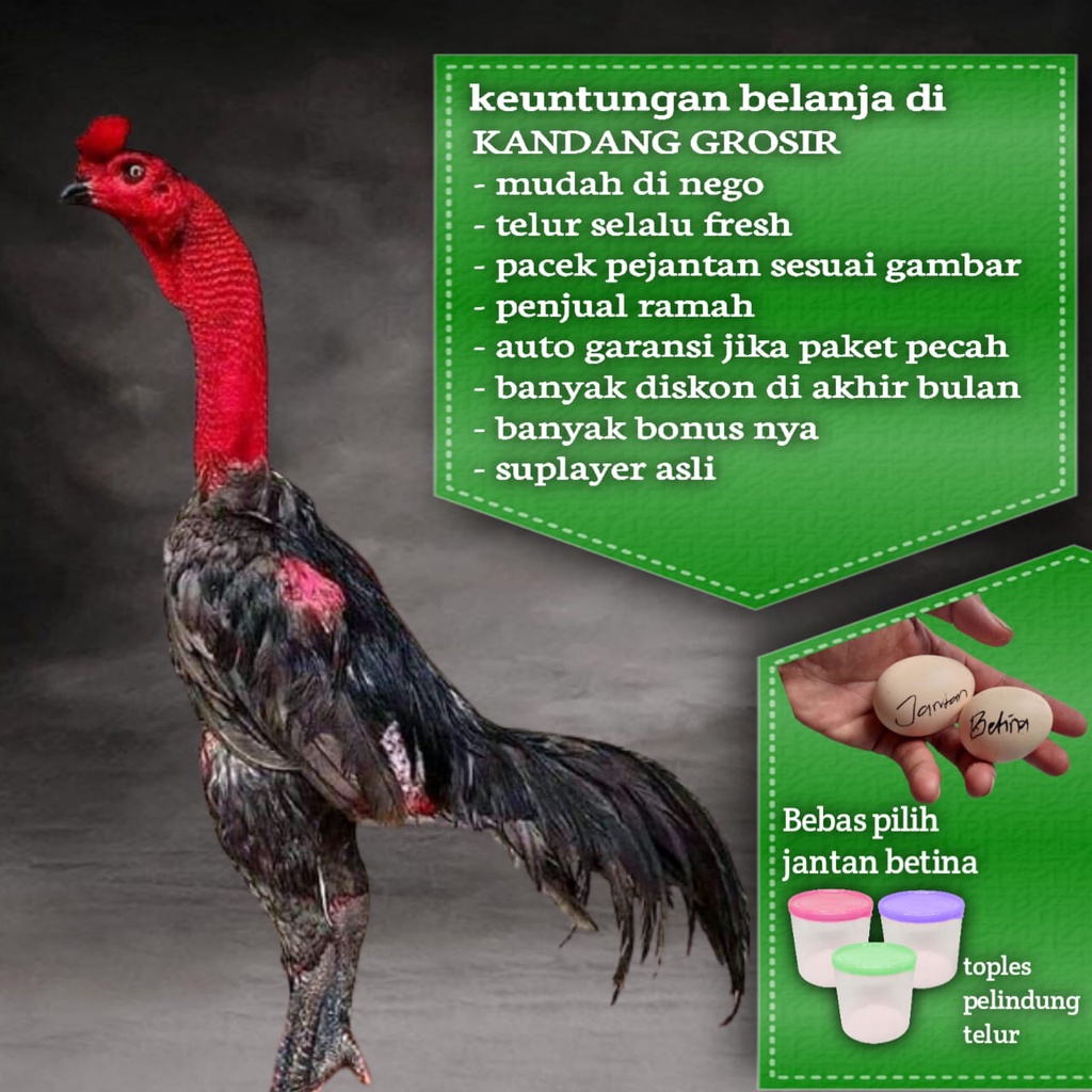 ayam bangkok mangon pama pakhoy birma asli telur fertil ganoi mix pakhoy