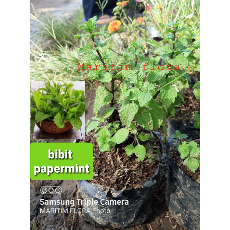 bibit papermint kaya manfaat