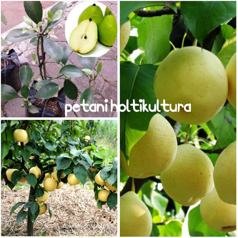 Bibit Buah Pir *_*