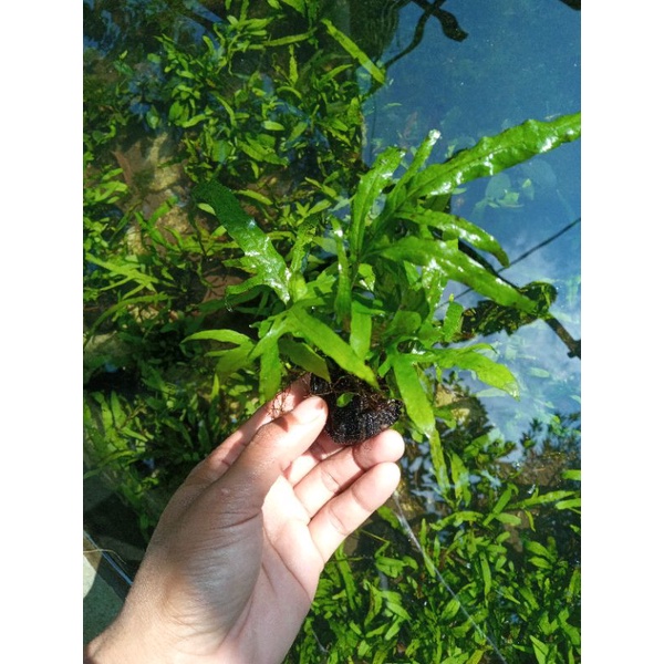 kadaka trident tanaman aquascape