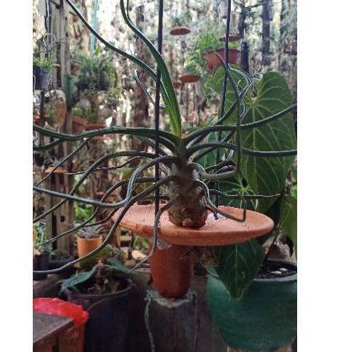 Tillandsia Bulbosa Giant