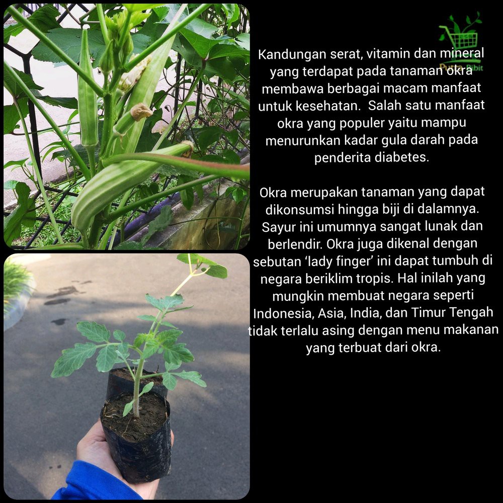 Bibit Tanaman Okra Hijau - Pohon Buah Bendi Bamia Herbal Berkual