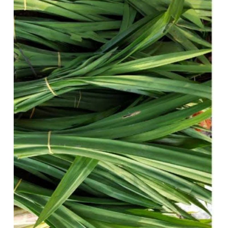 

DAU PANDAN WANGI/1IKET