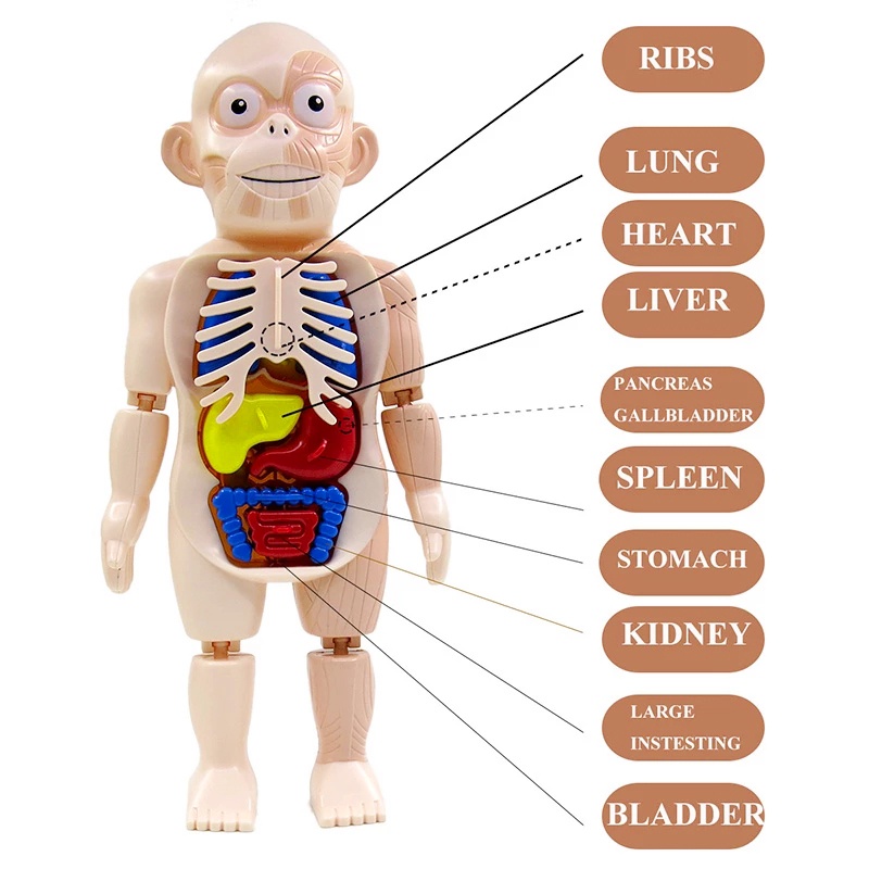 Mainan Edukasi Dini Anak Model Puzzle Organ Tubuh Manusia 3D