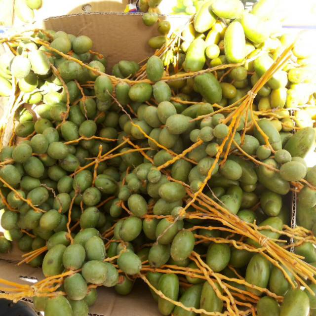 

KURMA MUDA ASLI BAGUS UNTUK KESEHATAN
