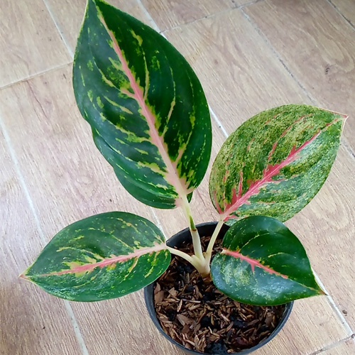 Aglonema Rindu Mutasi