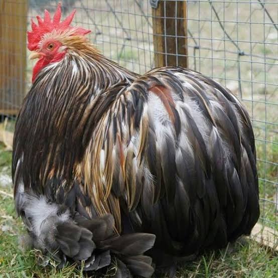 

TELUR AYAM HIAS BANTAM CHOCIN FERTIL ASLI UNTUK DITETASKAN