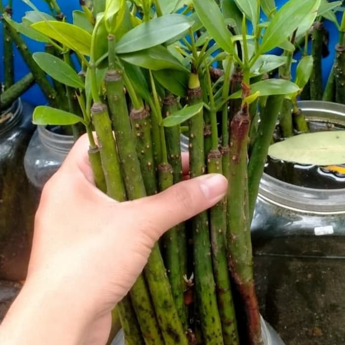 [minimal beli 4] pohon bakau untuk sump aquarium/ filter aquarium air laut  [minimal beli 4] Origina