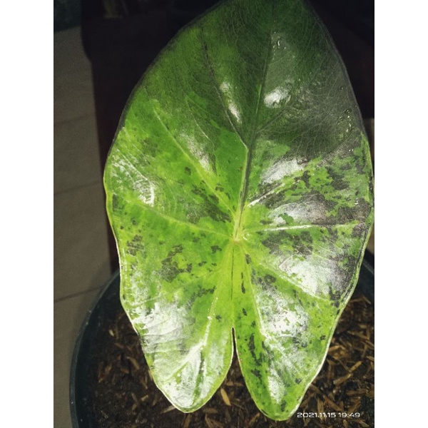 alocasia plumbea/sente hitam varigata tembus batang daun