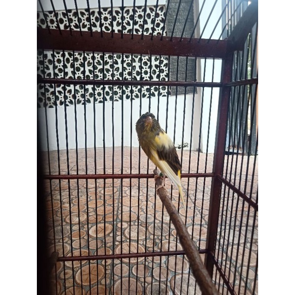 Burung Kenari F1rasmi
