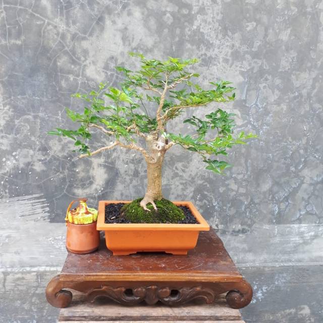 Bahan Bonsai Jeruk Kingkit Batang Bagus Harga Paling Murah Shopee Indonesia