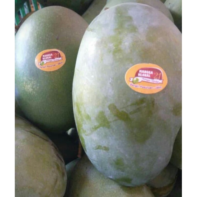 

1KG MANGGA KLONAL BANGIL