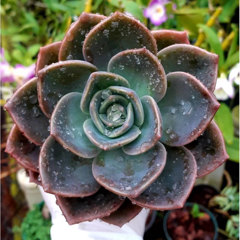 Sukulen Graptoveria Albert Baynes