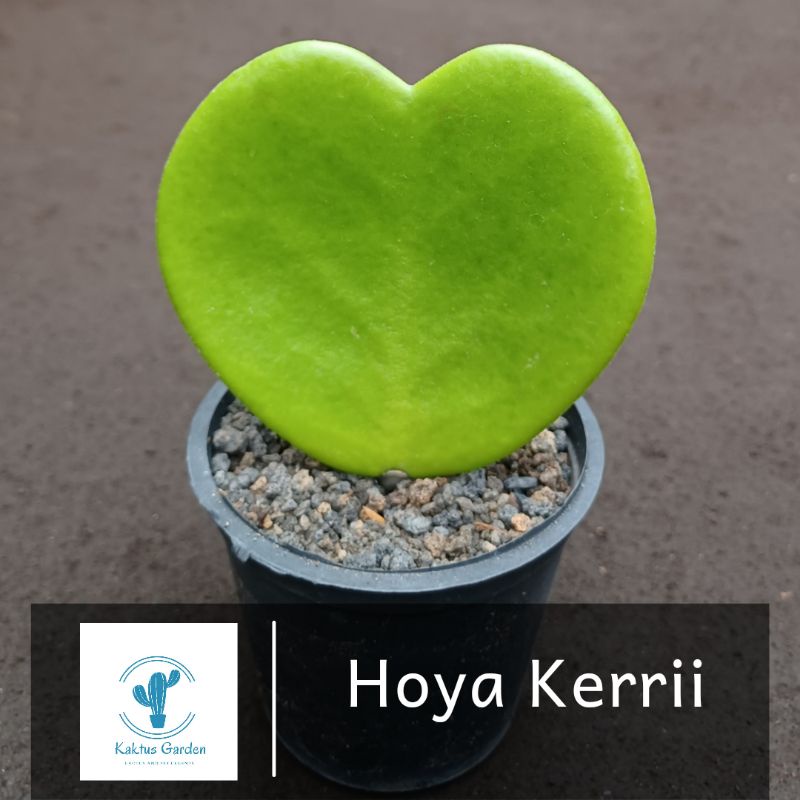 Hoya Kerrii