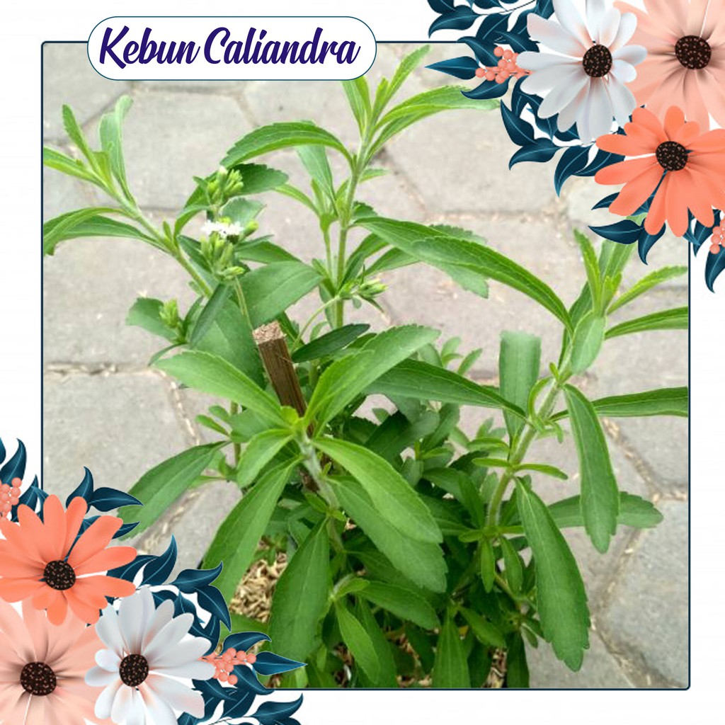 

KEBUN CALIANDRA - Daun Stefia Kaya manfaat