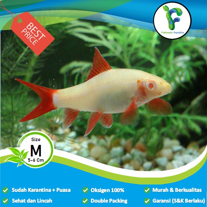 Ikan Hias Aquascape Redfin Shark Albino