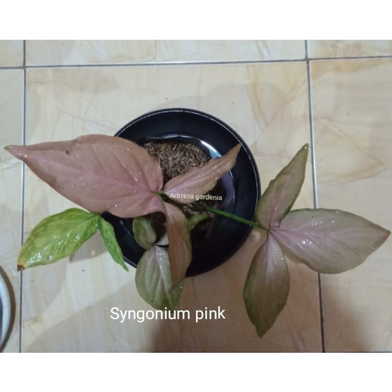 SYNGONIUM PINK SCOTT
