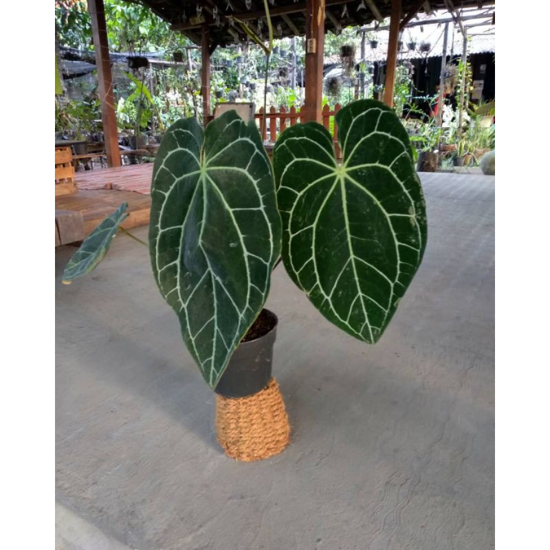 Anthurium Crystallinum Kuping Gajah Besar / Anthurium Kuping Gajah Daun Lebar
